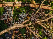 We were fascinated by the grape culture.