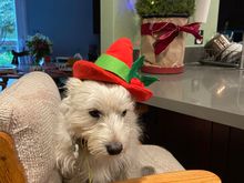 Watson elf