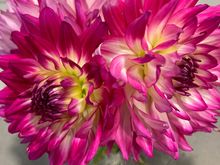 Dahlias from my garden