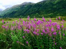 Fireweed