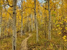 Smuggler’s Road area hiking, Aspen  