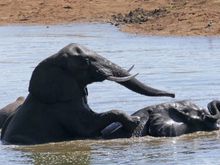 Two young elephants play together in the water.