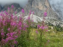 Still some flowers late in the season