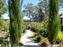Farmland area, huge gum trees
