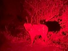 Creepy hyena eyeing us as we return to camp.