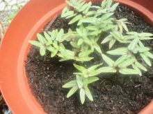 Wish I remembered what I planted in this pot.