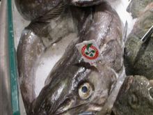 Fish display - ouch!