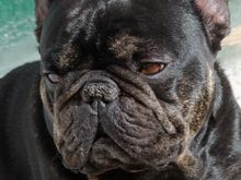 We passed this oft-sleepy dog a number of times. he lazed around the tiny square beside the pasta-maker's shop.
