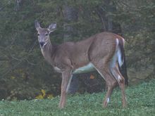 Madame um, 'deer'. She would be wary of the park's iconic packs of Eastern wolf (loup), whose members come from a unique genepool with longer legs.