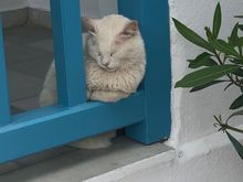 sleeping Naxos cat