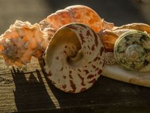 Seashells make great props.