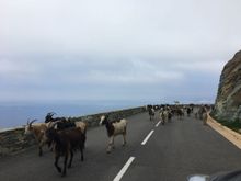 Traffic, Cap Corse style