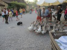 Before they are foie gras