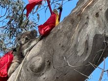 Still trying to coax her down. They were not successful, and they were going to try later on that day.