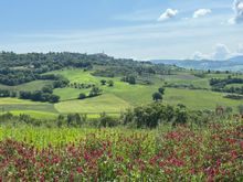 On the drive to Pienza - we saw a lot of these red flowers