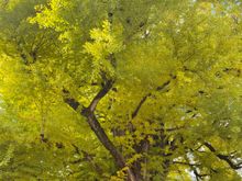 We initially couldn’t find the 12 thousand year ginkgo tree but eventually stumbled upon it. You don’t realize how big it is until you look at the photo and compare the tree trunk with the person standing beside it.
