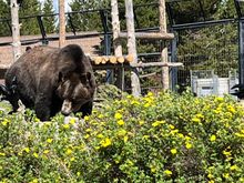 One of the grizzlies at the discovery center