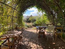 Wisteria arbor where we had our bubbles and cheese plate