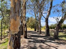 Beautiful bark on these trees 