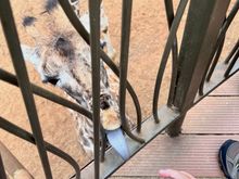 This little guy had a huge appetite!