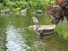 Blue heron at the Gardens ready for lunch. Koi fish, watch out. 