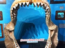 Megalodon shark jaw over 5 feet