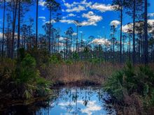 Pond reflection, had to wait awhile to get the light just right for the best reflection 