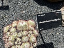 Many native cacti are named; it's an easy walk around the garden, and one of the best attractions I visited during our 9 nights on the island.