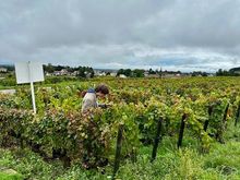 Old vines near Beaune