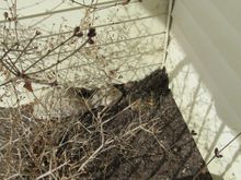 This picture I took last week. That duck that made her next  in the corner by my front door is back again. The buds on the shrub are just opening up , but there  she is, with her head tucked in backwards under her wing.

Florida1 lets have your Pigeon picture , how about you other guys.!!

Now dcd  would you ,puh-lezz post those   "average" pictures of yours :S-