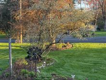 I cleared out the front half of the garden near the street. The crabapple is about to pop.