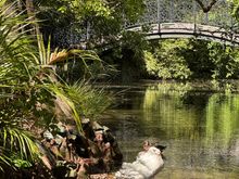 The pretty bridge over the pond