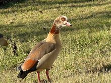 Duck, duck or goose? It sounded more like a goose.E