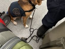 He will receive a nice treat after finding my fruit.