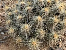 Be careful where you squat.