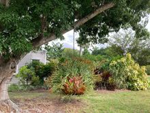 Very big stag horn fern at Edison Ford estate