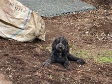 Ralphie wondering what’s going on.