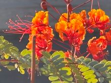 It’s a great year for these Mexican Birds of Paradise which are ubiquitous this year.

The most exciting thing that is going on is that our fig tree grew a ton sine last year and is covered with young fruit.