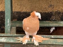 Not an African bird, but never seen any bird with feathered feet.