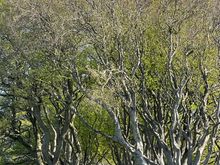 Dark Hedges
