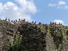 Birds on wall of Caerphilly Castle. Massing for the attack.