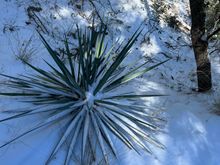 Surprised to see cactus in the thick woods.