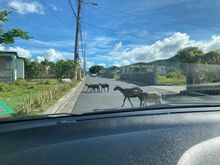 GOATs in the road