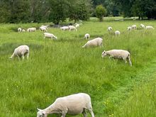So many sheep, these appear to have been shorn, the ones on the opposite side of the path were still shaggy