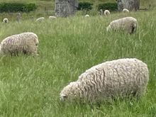 Some of the sheep were closer than others