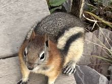 Chubby chipmunk 
