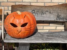 Halloween is around the corner and who doesn’t love a cat jack-o’lantern?