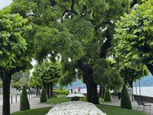 Pretty gardens along the waterfront in Menaggio