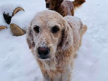 We got about three inches of snow in less than an hour. Lil is not a fan. 