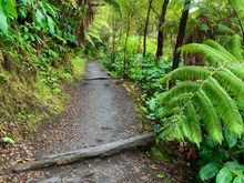 The east side of the Big Island where Volcano NP is located gets over 140 inches of rain in a year (!!!!) creating a large rainforest.